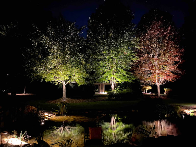 Raleigh professional tree Lighting