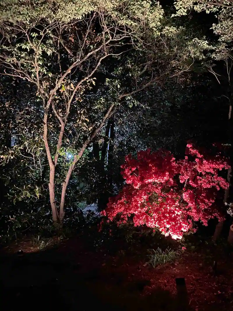 Raleigh tree lighting installation