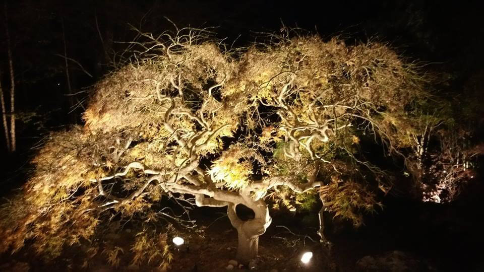 Raleigh Tree Lighting Company